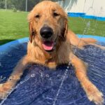 Golden retriever laying in shallow pool of water